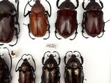 a lot of beetles that are on display in a glass case