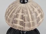 a close up of a sea urn on a pedestal