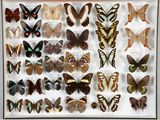 de nombreux types de papillons différents présentés dans une vitrine