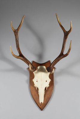 une image représentant une tête de cerf accrochée au mur
