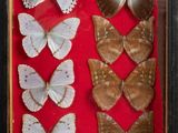 an image of a display of butterflies in a wooden frame