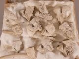 a box with a bunch of bone pieces in it