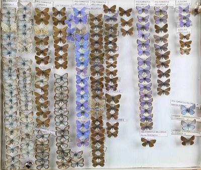 de nombreux papillons de toutes sortes exposés dans une vitrine