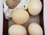 quatre œufs dans une boîte posée sur une surface blanche