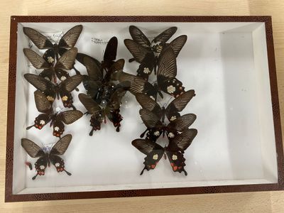 a lot of butterflies in a glass case on a table