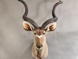 une tête d'antilope accrochée au mur d'une pièce