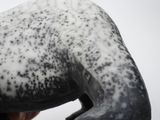 a black and white statue of a horse with spots on it ' s body