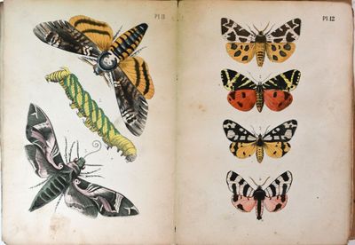 un livre ouvert sur lequel figurent des illustrations de papillons de nuit et de papillons