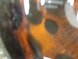 a close up of a glass of water with a cat in it