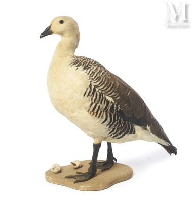 a bird that is standing on a piece of wood