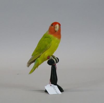a bird that is sitting on top of a bottle