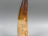 an image of a large fossil tooth on a clear base