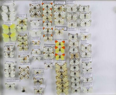 de nombreuses variétés de fleurs exposées dans une vitrine