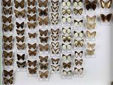 de nombreux types de papillons différents présentés dans une vitrine