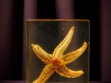 a yellow starfish in a clear box on a purple table