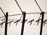 a black and white drawing of birds sitting on a wire