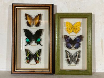 deux papillons encadrés, exposés dans un cadre vert