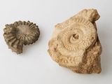 an image of two fossil specimens on a white surface