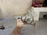 a fake deer head on the floor of a living room
