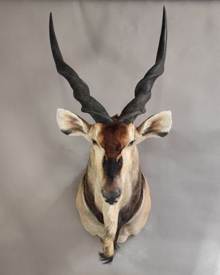 une antilope aux grandes cornes accrochée au mur