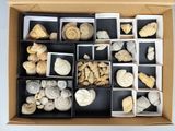 une boîte remplie de coquillages de toutes sortes