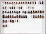 de nombreux insectes exposés dans un cadre
