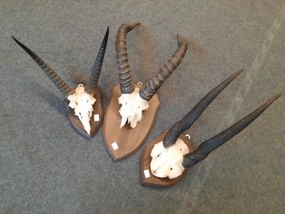 trois têtes d'antilope fixées sur une plaque en bois posée sur un fond gris