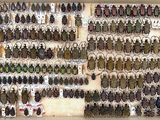 a lot of beetles that are hanging on the wall