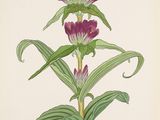a drawing of a purple flower with green leaves on a white background