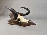 a skull of a bull with horns on a wooden stand