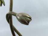 a statue of a flower that is on a pole