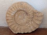 un objet ressemblant à un fossile posé par terre à côté d'un cadre photo