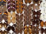 many different types of butterflies displayed in a box