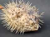 a puffer fish that is sitting on a table