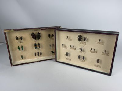 pair of antique insect specimens in display case