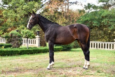 a horse that is standing in the grass in the yard