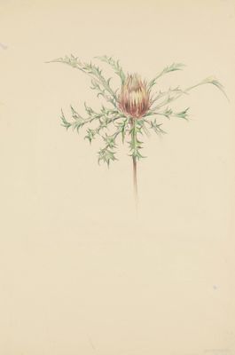 a drawing of a flower with leaves on a white background