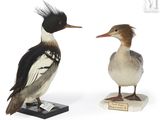deux oiseaux qui se tiennent l'un à côté de l'autre