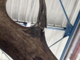 a close up of a large antelope in a building