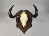 an animal skull mounted on the wall of a room