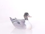 un canard posé sur l'eau, sur une surface blanche