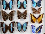 de nombreux papillons exposés dans une vitrine