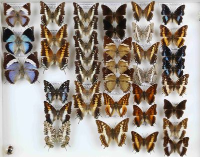 de nombreux papillons exposés dans une vitrine