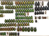 many different types of beetles on display in a display case