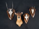 three deer heads mounted on a wall with antelope heads on them