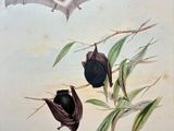two bats hanging from a branch of a tree with leaves