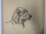 drawing of a dog ' s head on a piece of paper