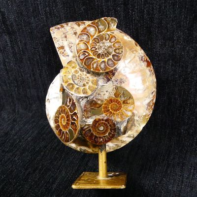 an image of a sculpture of a shell on a stand