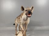 a hyena that is standing on a piece of wood