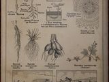 a picture of a poster with pictures of plants and animals